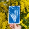 Cyanotype mimosa