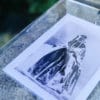 rosatype au soleil avec négatif photo