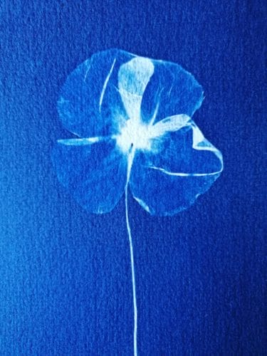 cyanotype de coquelicot